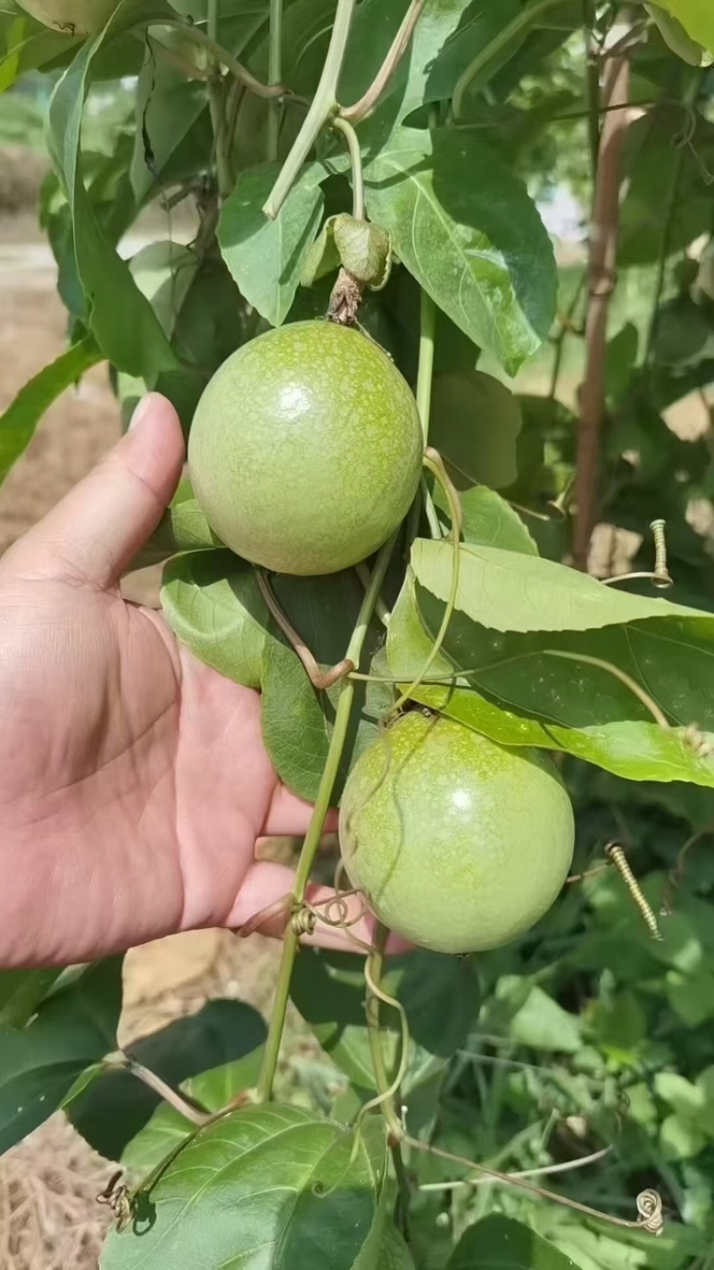 广西桂林钦蜜9号百香果大量有货/精品百香果量大优惠