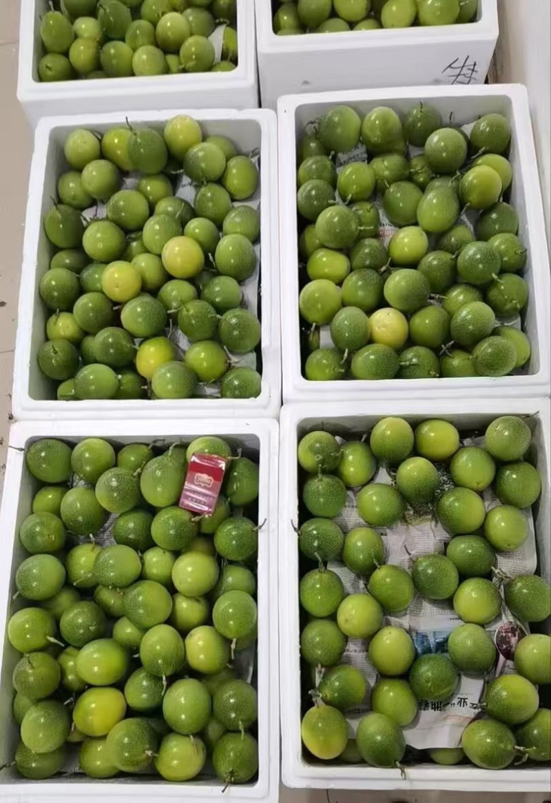 广西桂林钦蜜9号百香果大量有货/精品百香果量大优惠