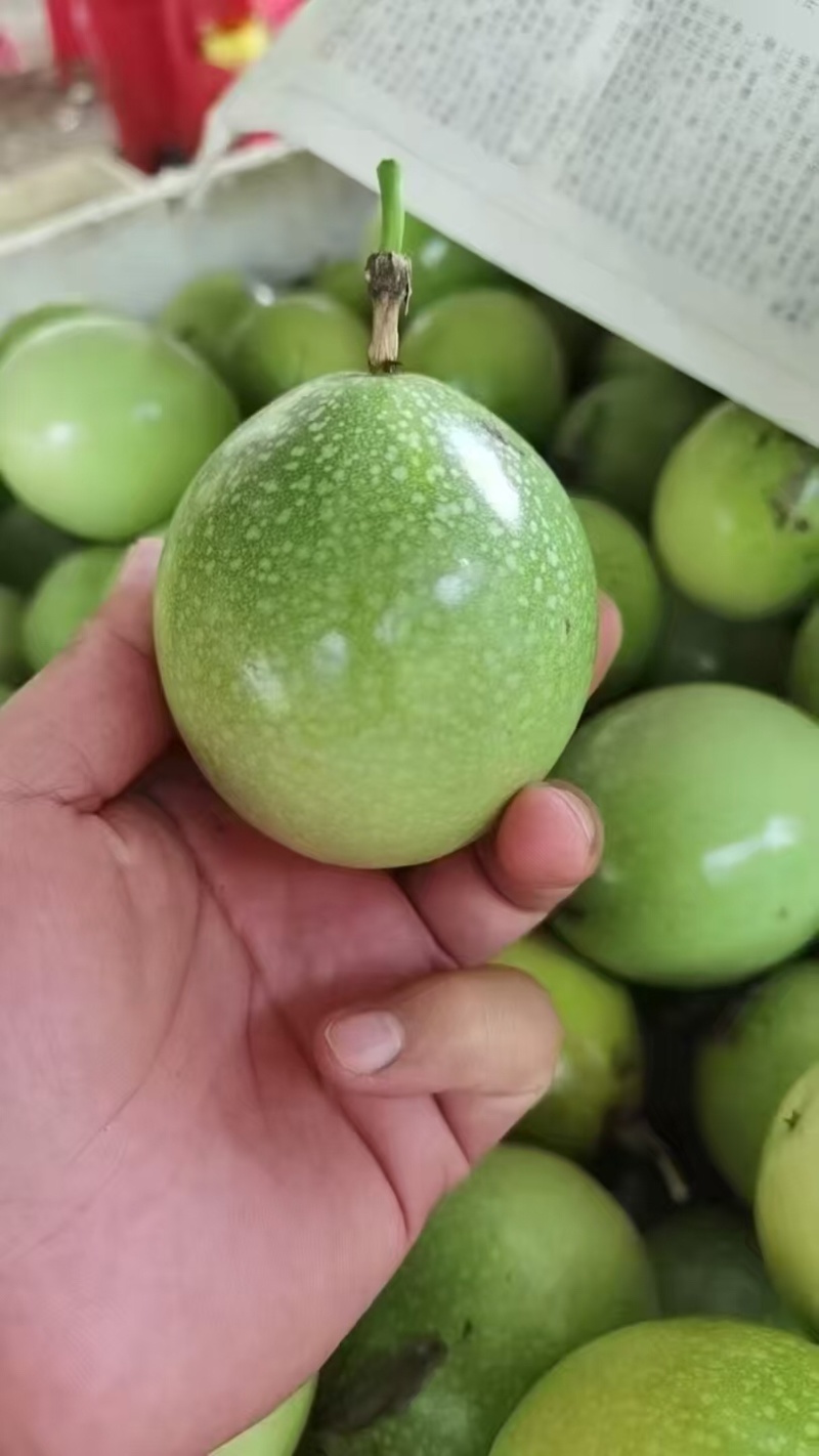广西桂林钦蜜9号百香果大量有货/精品百香果量大优惠