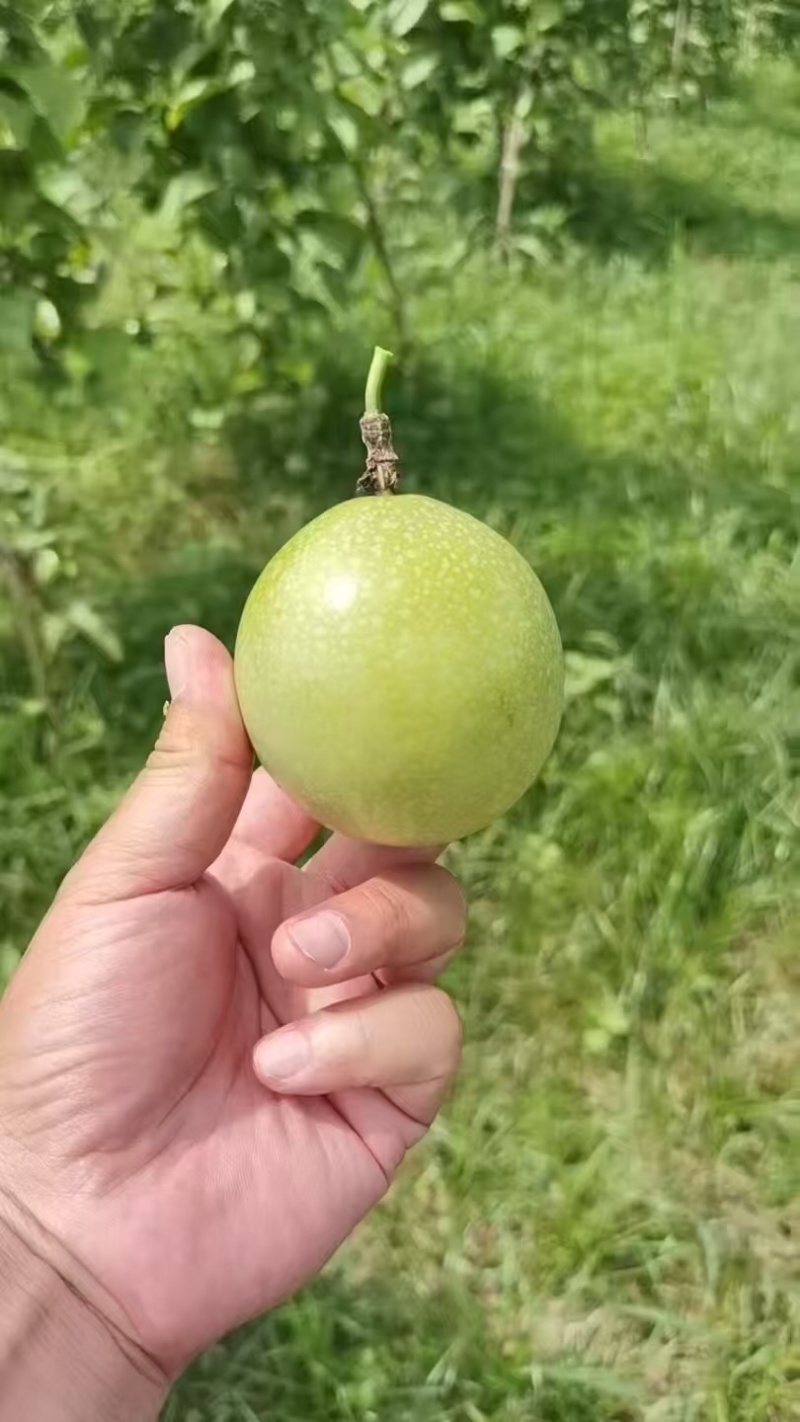广西桂林钦蜜9号百香果大量有货/精品百香果量大优惠