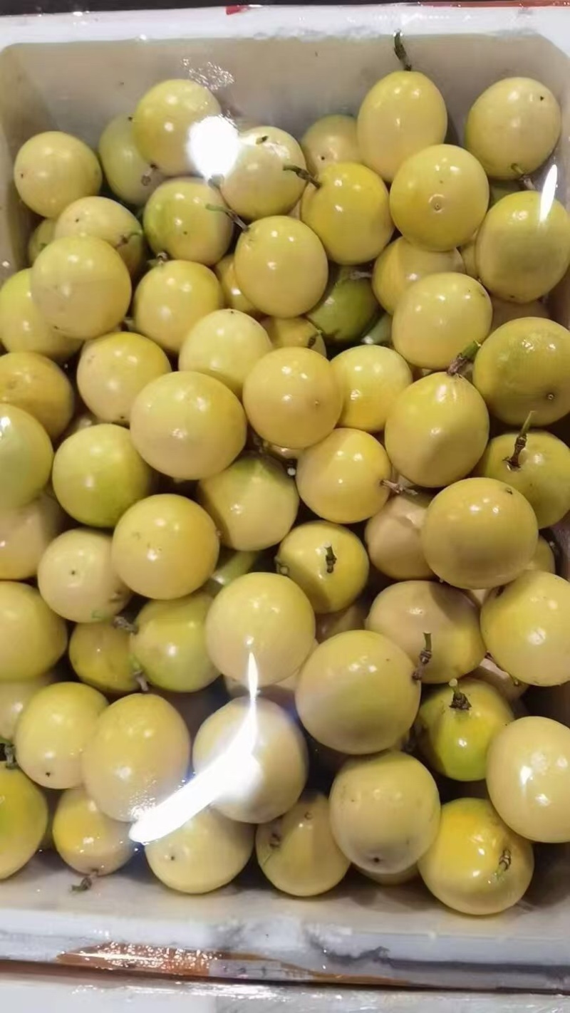 广西桂林钦蜜9号百香果大量有货/精品百香果量大优惠