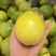广西桂林钦蜜9号百香果大量有货/精品百香果量大优惠