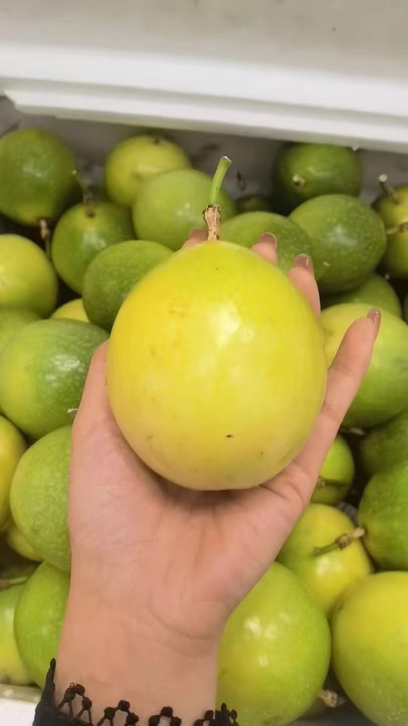 广西桂林钦蜜9号百香果大量有货/精品百香果量大优惠