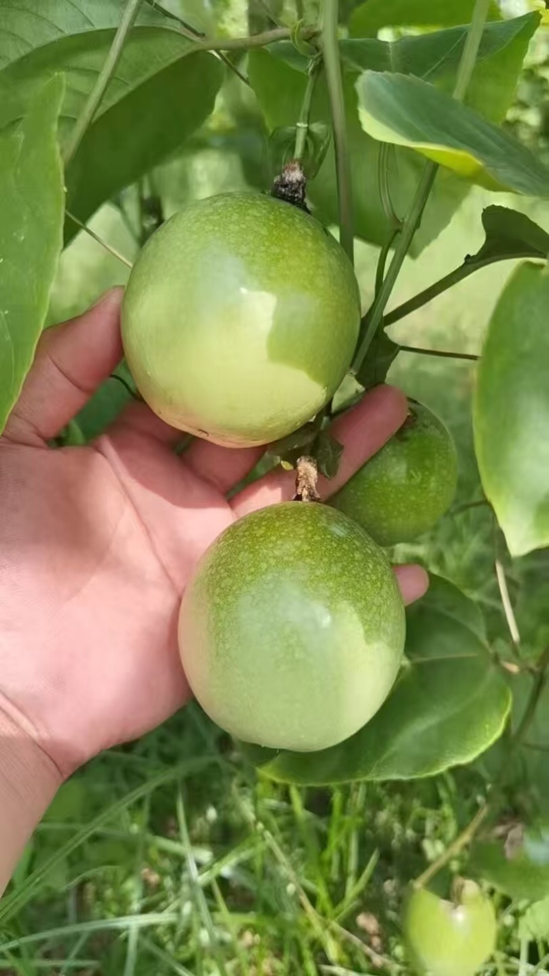 广西桂林钦蜜9号百香果大量有货/精品百香果量大优惠