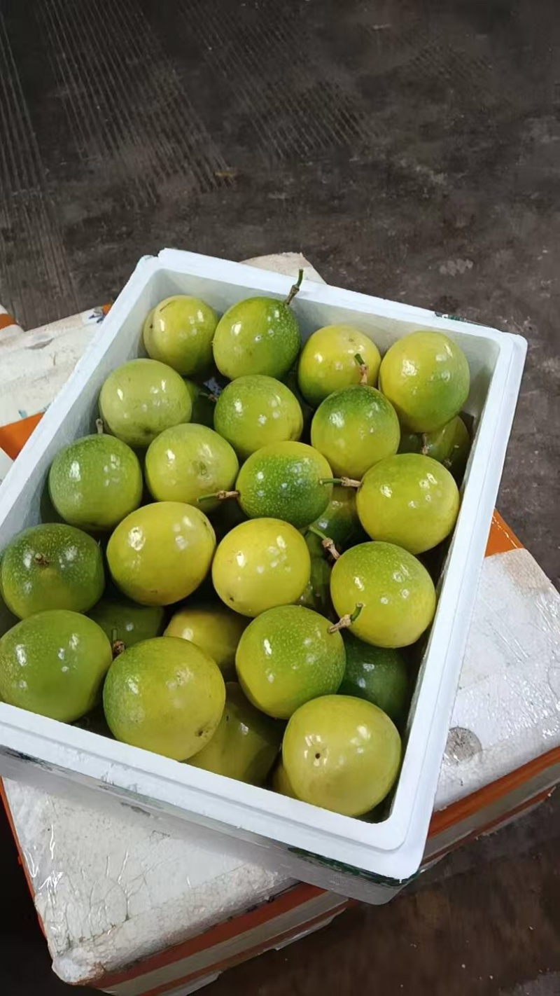 广西桂林钦蜜9号百香果大量有货/精品百香果量大优惠