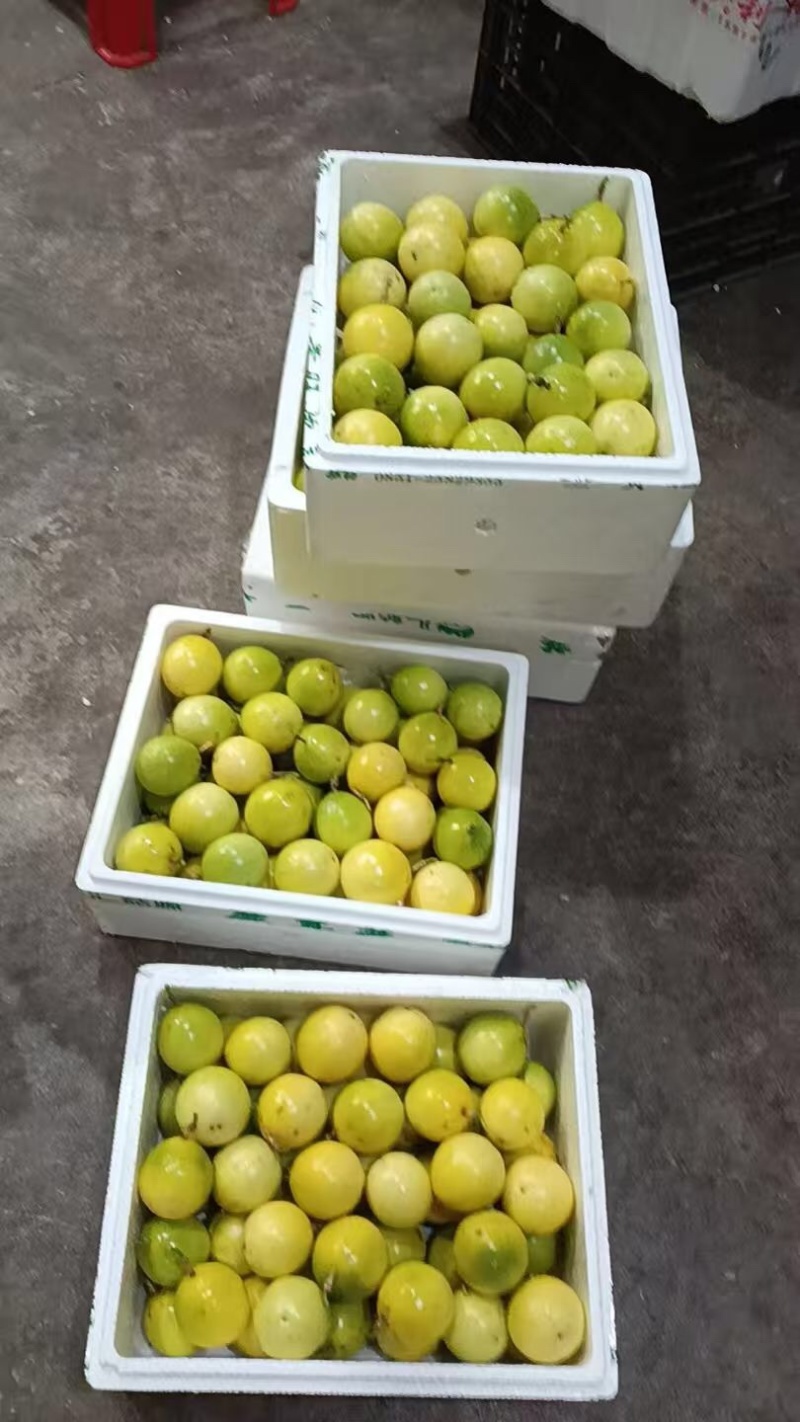 广西桂林钦蜜9号百香果大量有货/精品百香果量大优惠