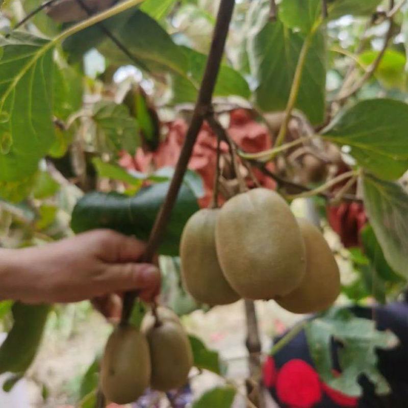 六盘水六枝特区月亮河乡原生态种植红心猕猴桃