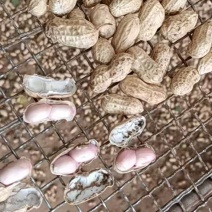 【精品】白沙花生鲜花生颗粒饱满货源充足欢迎联系
