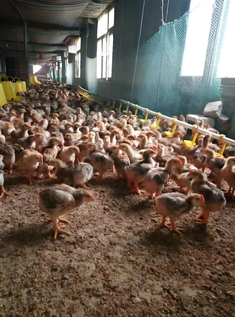 肉鸡996大肉鸡成活率高提供技术全国发货☎️联系优惠