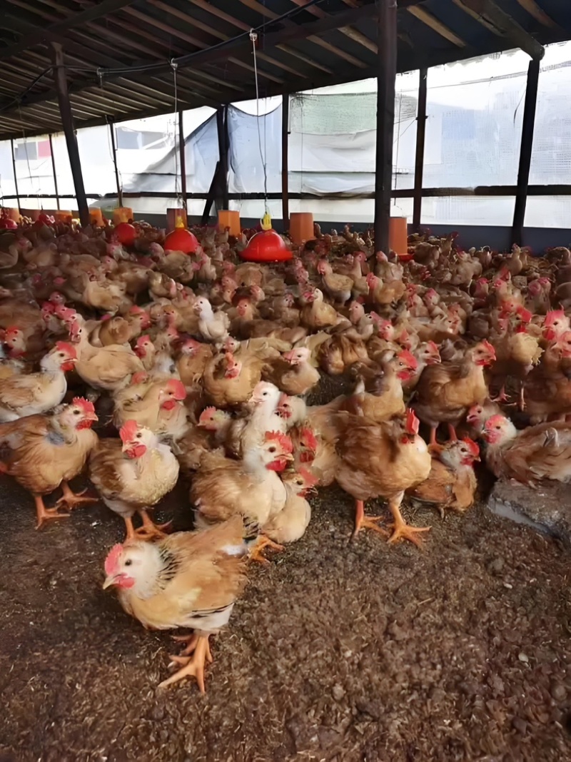 肉鸡996大肉鸡成活率高提供技术全国发货☎️联系优惠