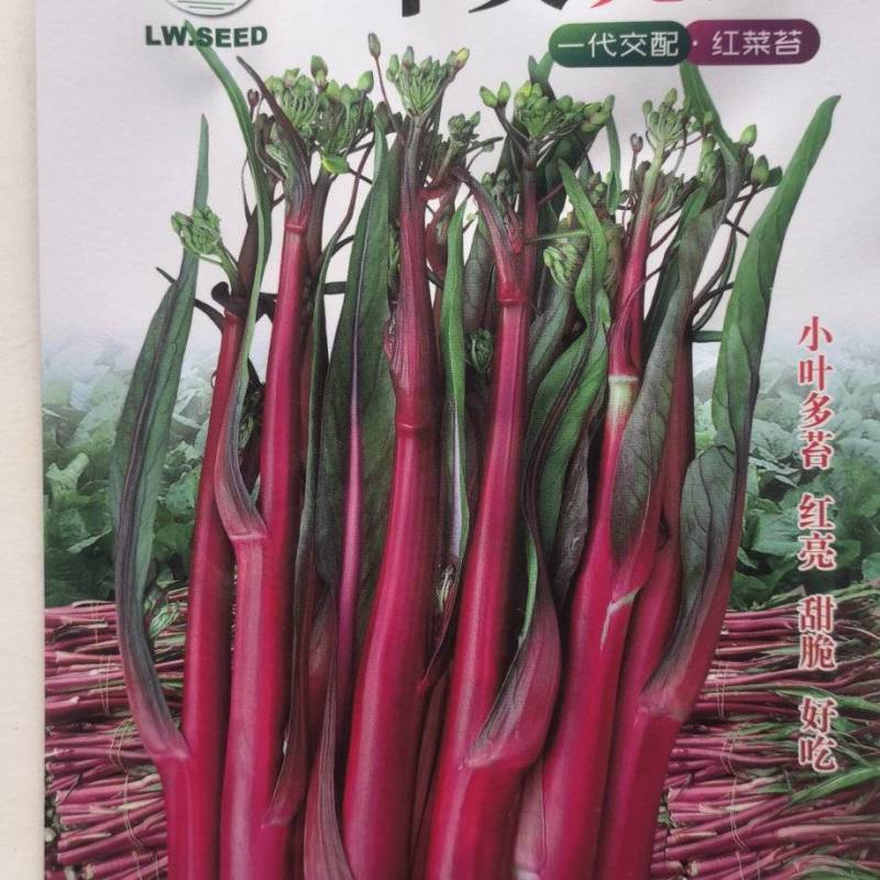 红菜苔种子华美亮红早熟红菜苔小叶多苔红亮甜脆
