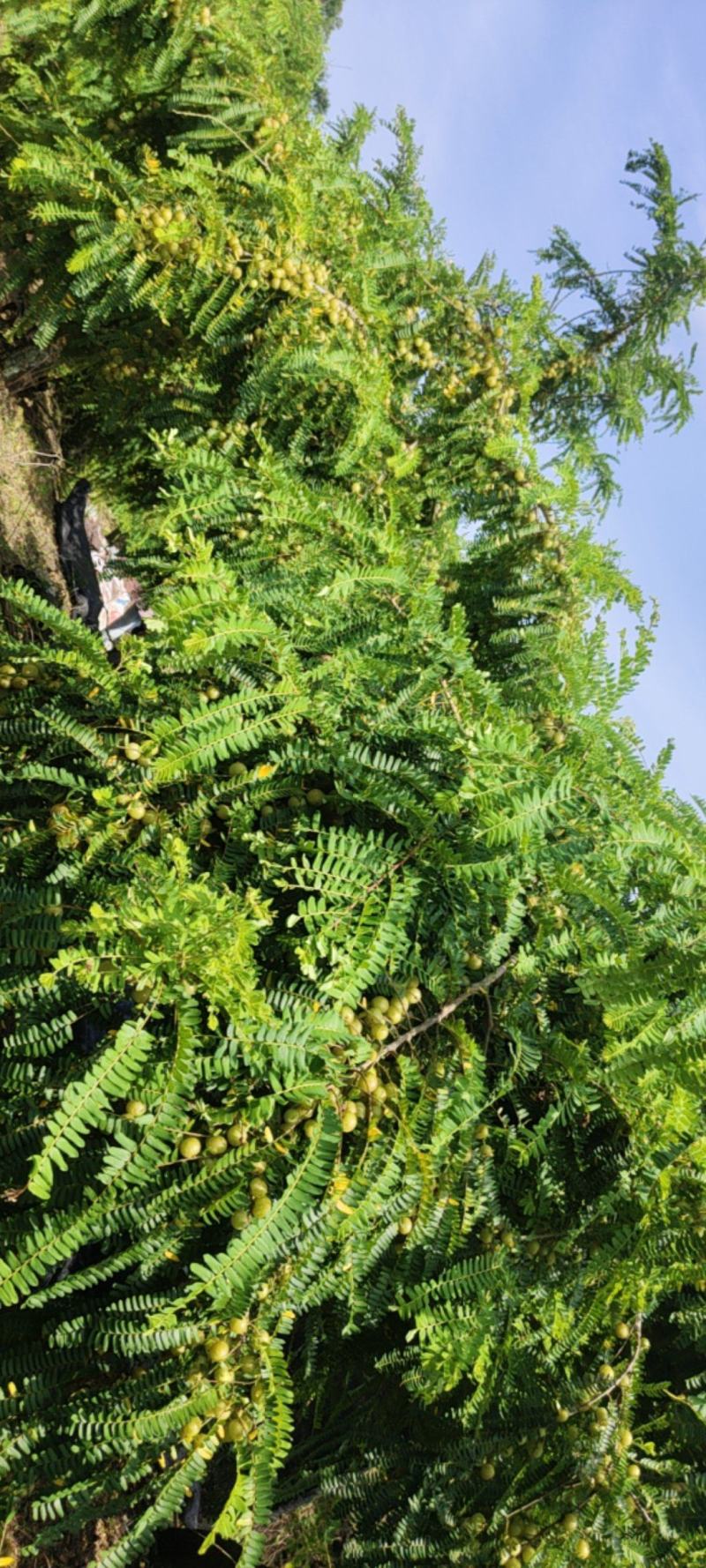 本地土油甘，甜油甘（可以帮忙代收）