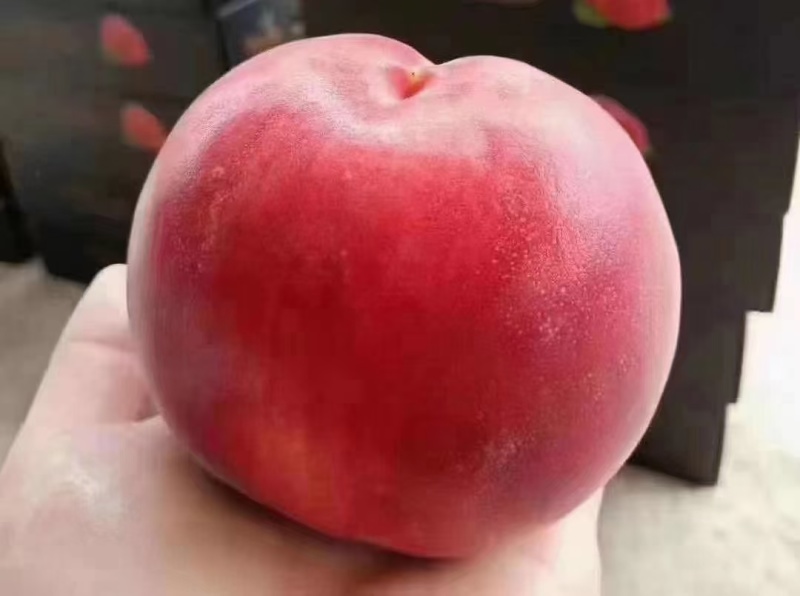 丹东河口燕红桃