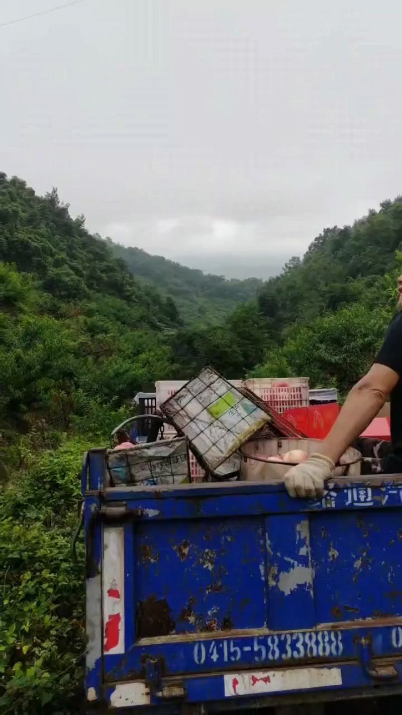 丹东河口燕红桃