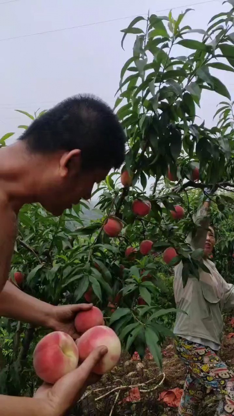 丹东河口燕红桃