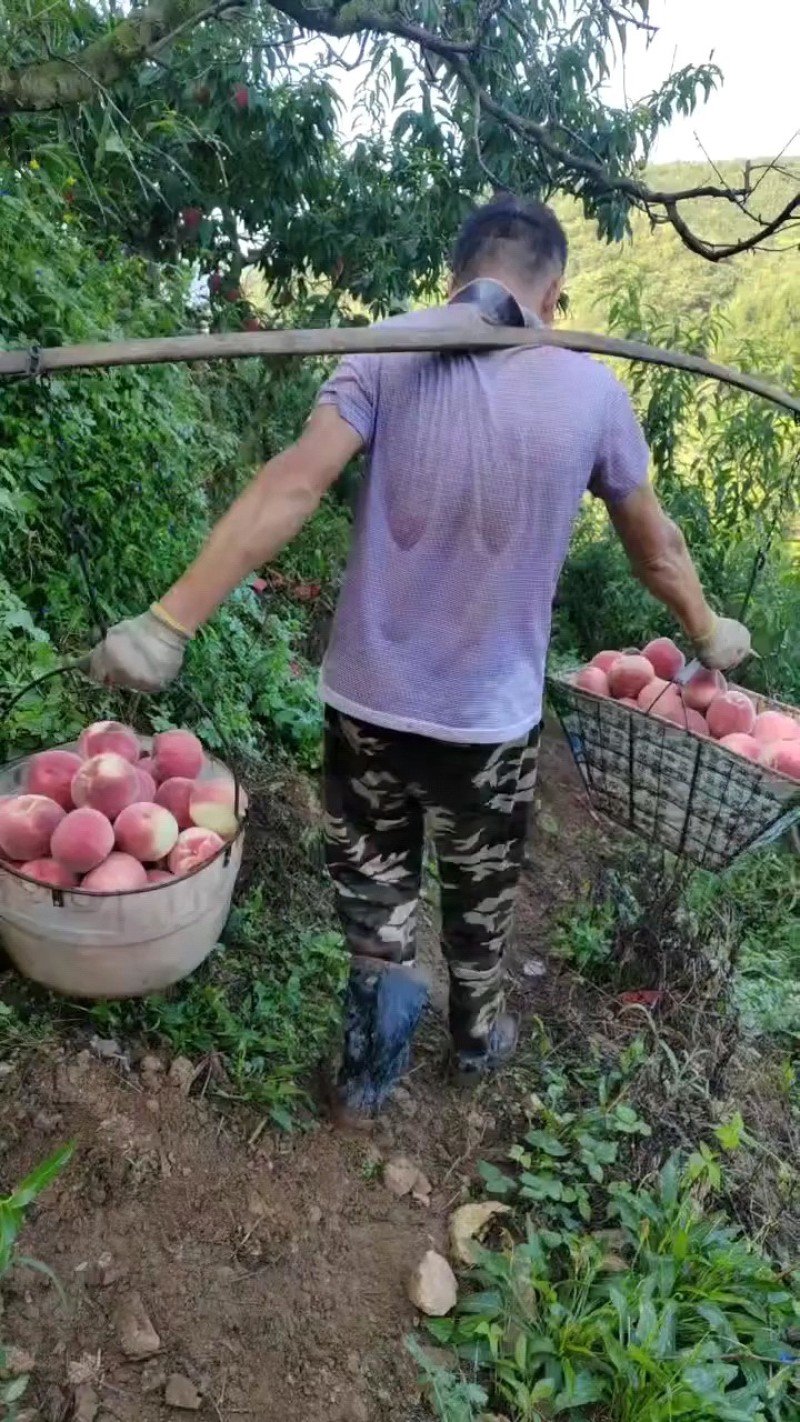 丹东河口燕红桃