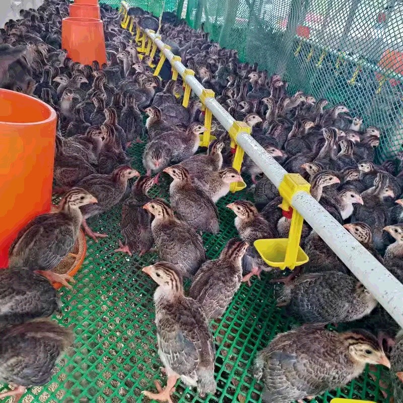 珍珠鸡养殖基地直发包技术全国发货欢迎☎️联系量大优惠