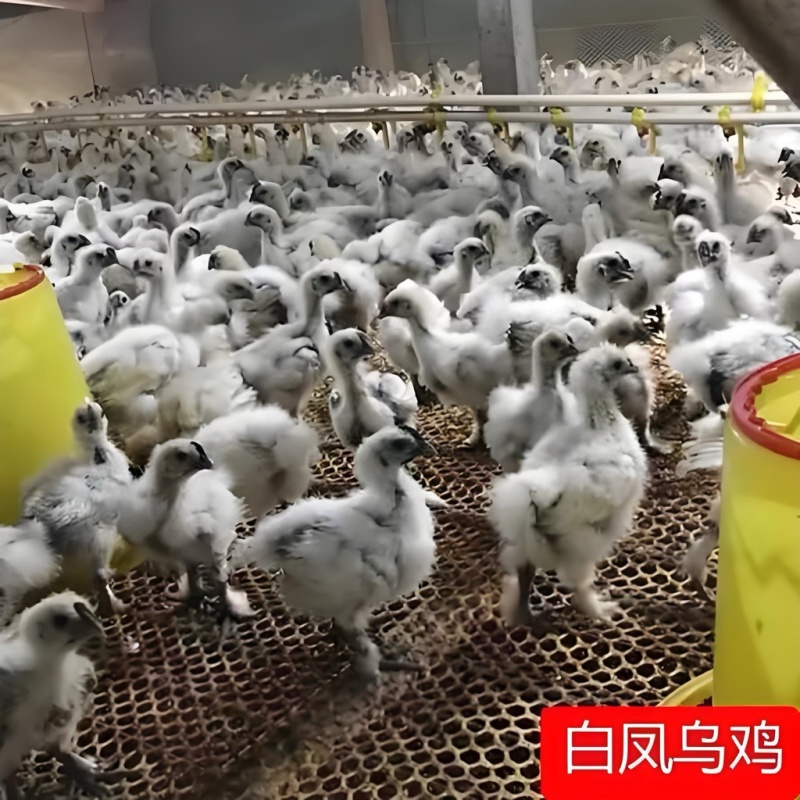 脱温白凤乌鸡苗白毛乌骨鸡小鸡苗成活率高高产量大优惠