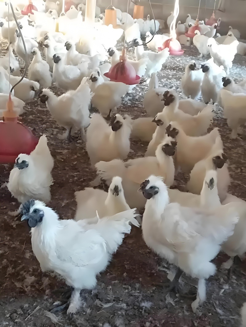脱温白凤乌鸡苗白毛乌骨鸡小鸡苗成活率高高产量大优惠
