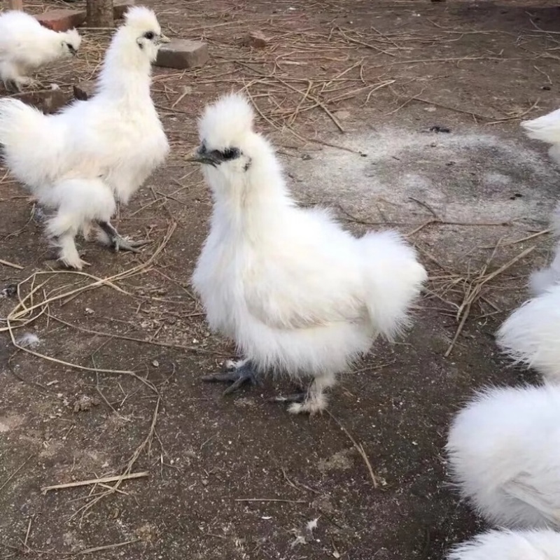 脱温白凤乌鸡苗白毛乌骨鸡小鸡苗成活率高高产量大优惠