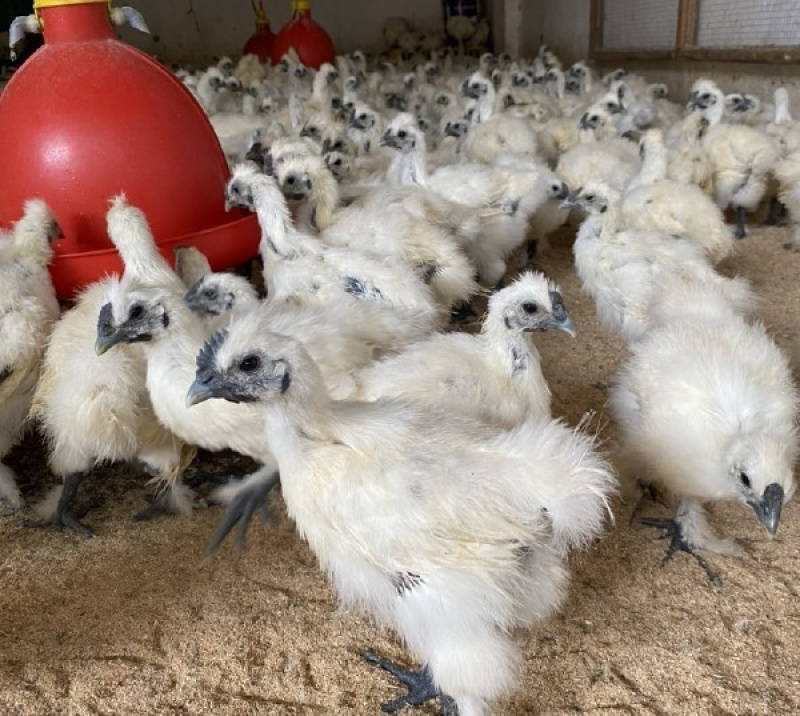 脱温白凤乌鸡苗白毛乌骨鸡小鸡苗成活率高高产量大优惠