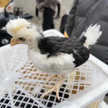 贵妃鸡苗养殖场直发对接全国脱温鸡苗量大优惠欢迎☎️联系