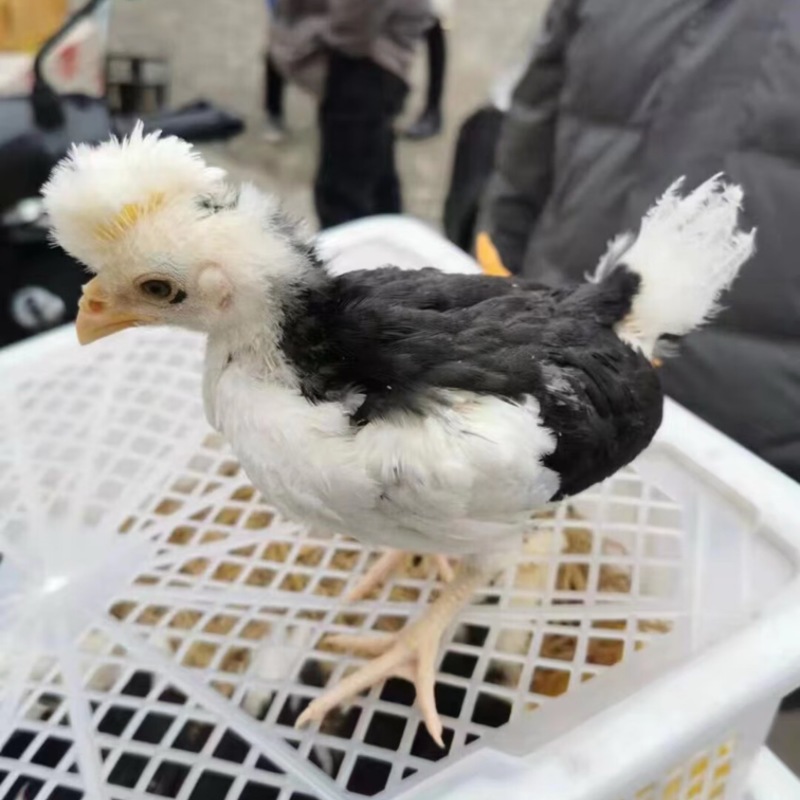 贵妃鸡苗养殖场直发对接全国脱温鸡苗量大优惠欢迎☎️联系