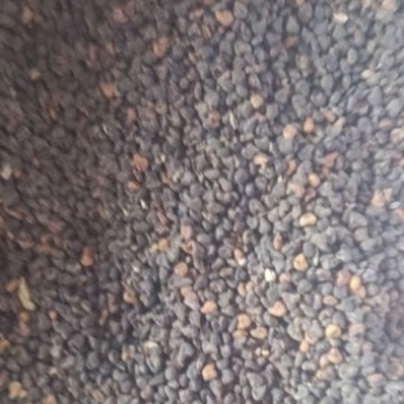 茴麻籽