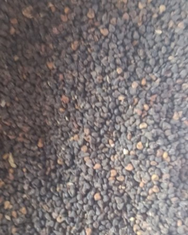 茴麻籽
