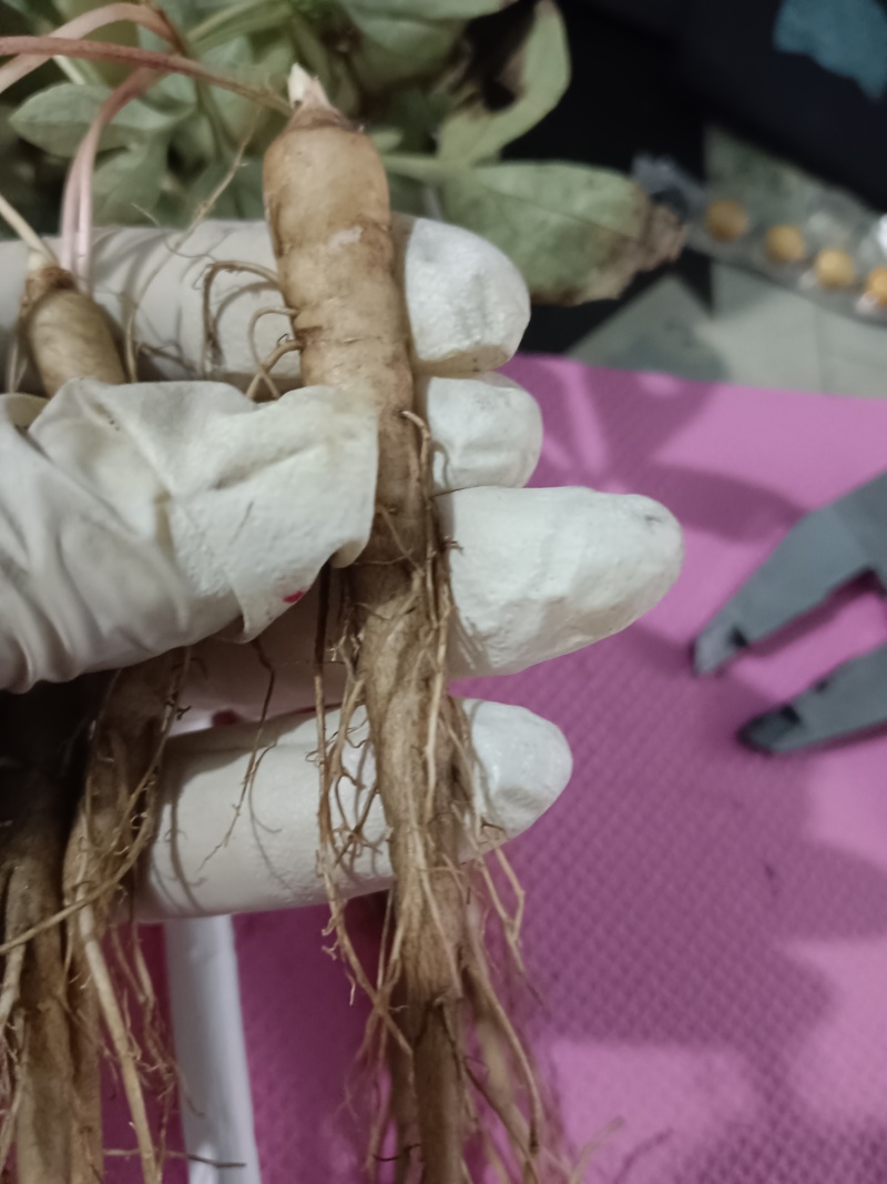 芍药苗，精品、现货、基地1年2年苗有货欢迎进店咨