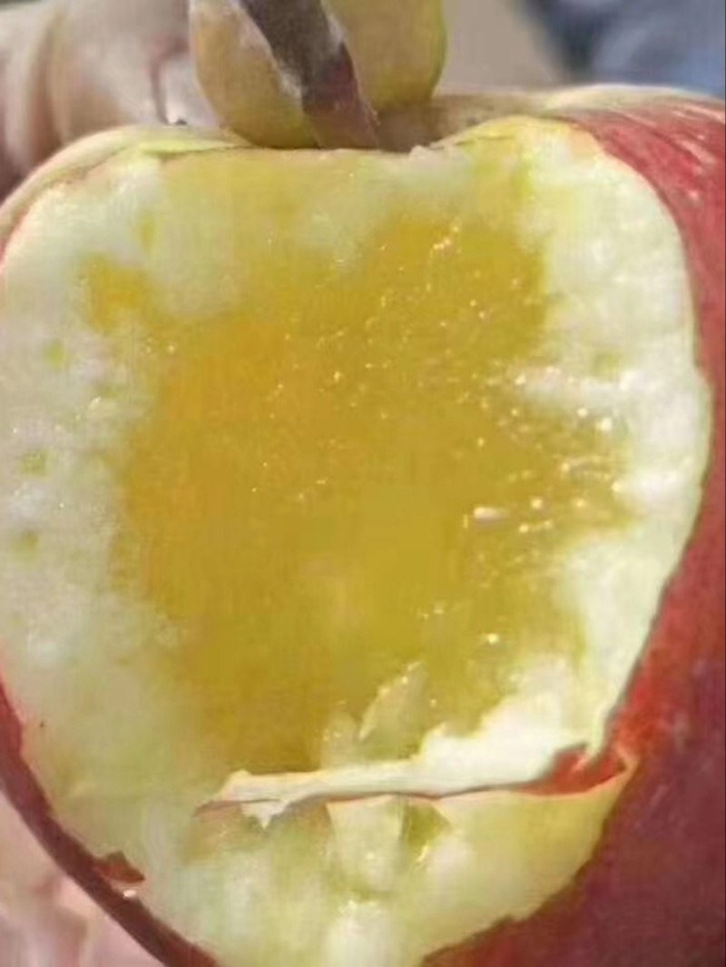 云南高原糖心苹果