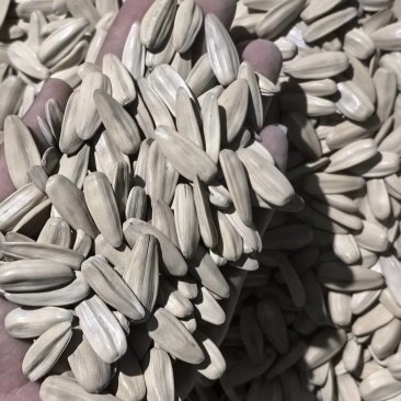 脱皮打手瓜子