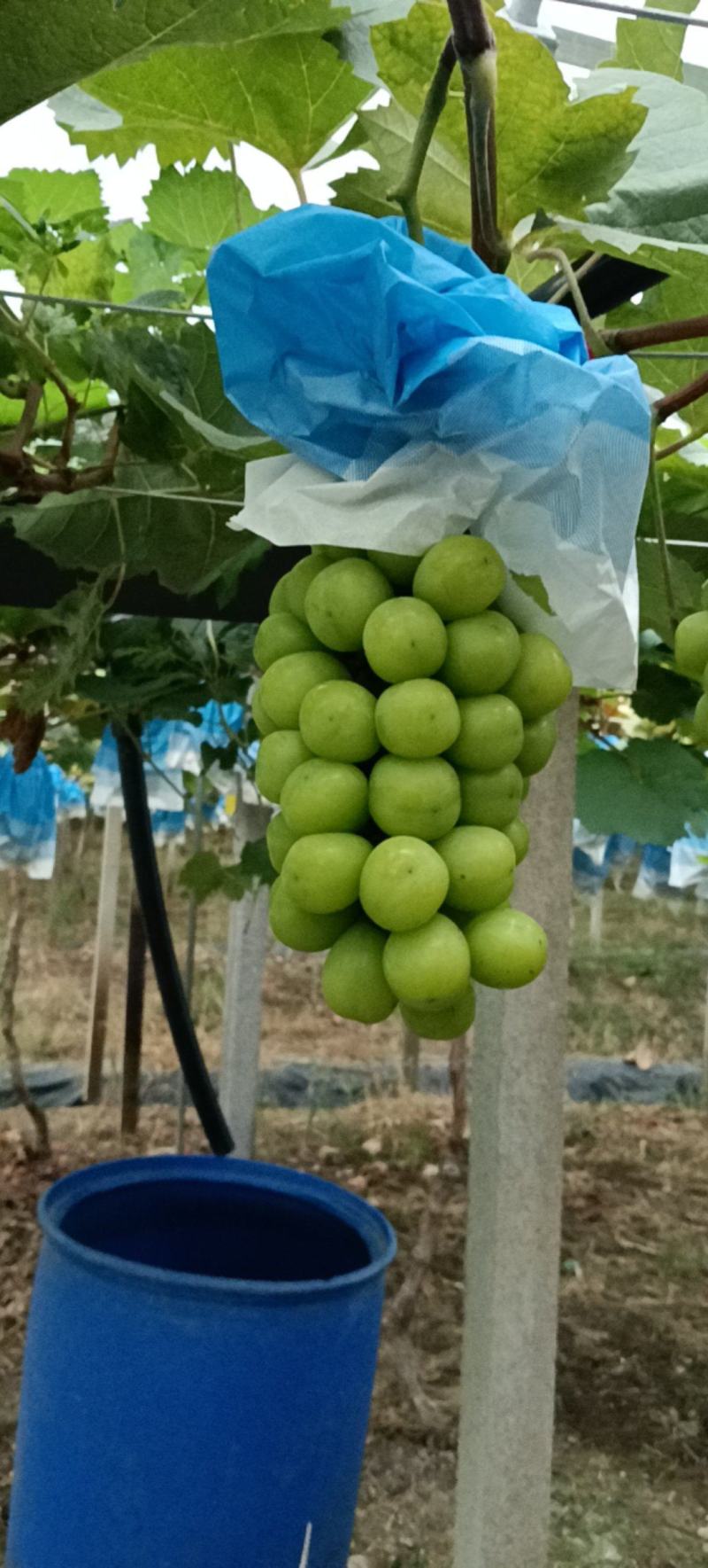 阳光玫瑰