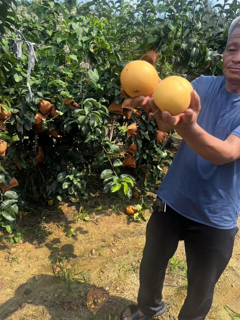 《畅销推荐》山东正宗秋月梨基地直发保质保量对接全国一条龙