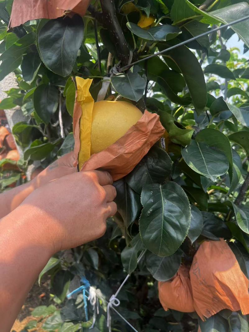 《畅销推荐》山东正宗秋月梨基地直发保质保量对接全国一条龙