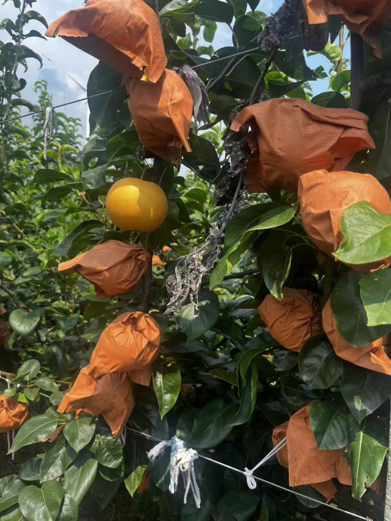 《畅销推荐》山东正宗秋月梨基地直发保质保量对接全国一条龙