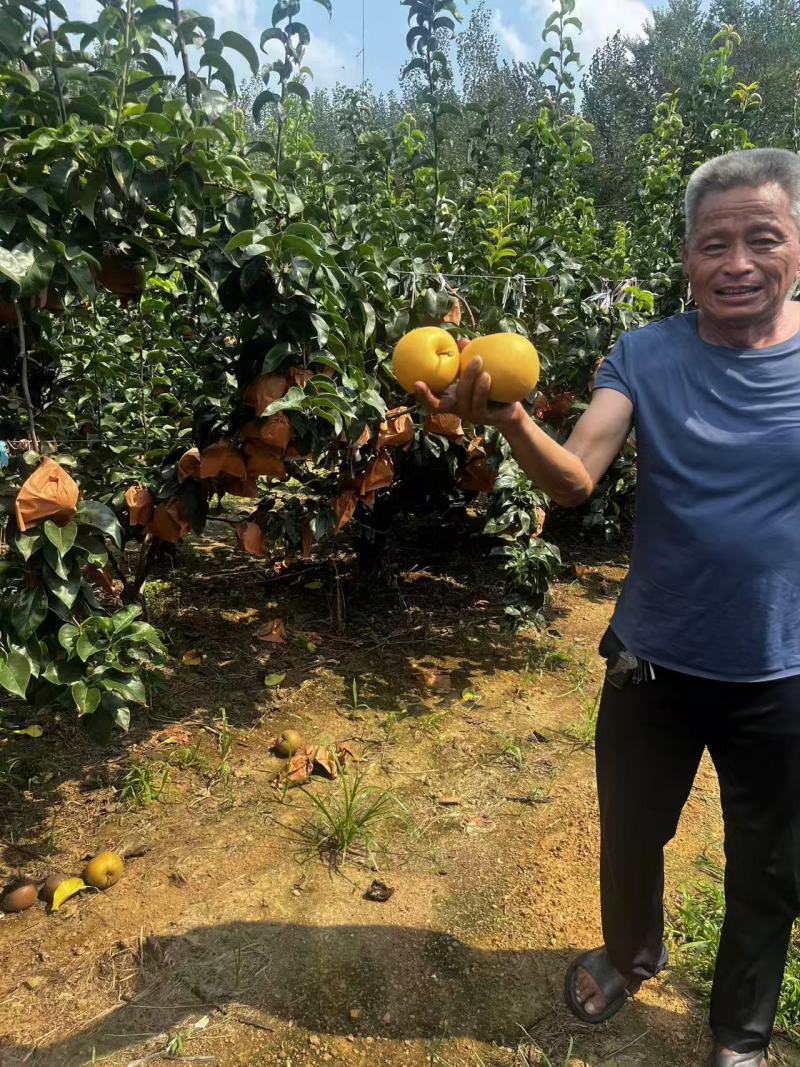 《畅销推荐》山东正宗秋月梨基地直发保质保量对接全国一条龙
