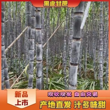 黑皮甘蔗，云南西双版纳黑皮甘蔗基地直供一手货源，需要的来电
