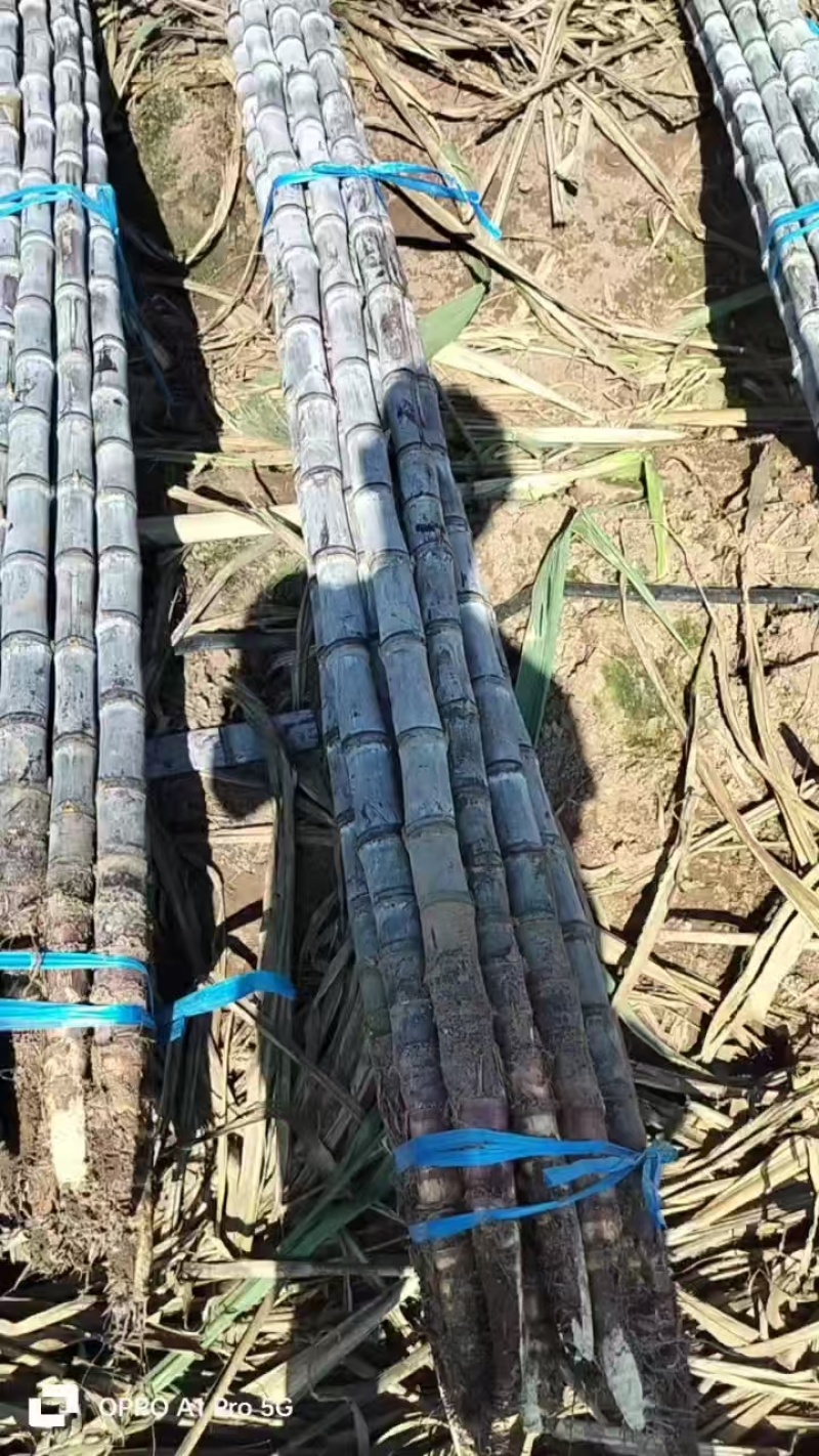 黑皮甘蔗，云南西双版纳黑皮甘蔗基地直供一手货源，需要的来电