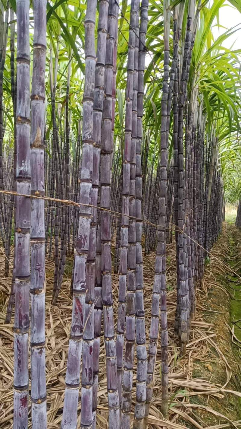 黑皮甘蔗，云南西双版纳黑皮甘蔗基地直供一手货源，需要的来电
