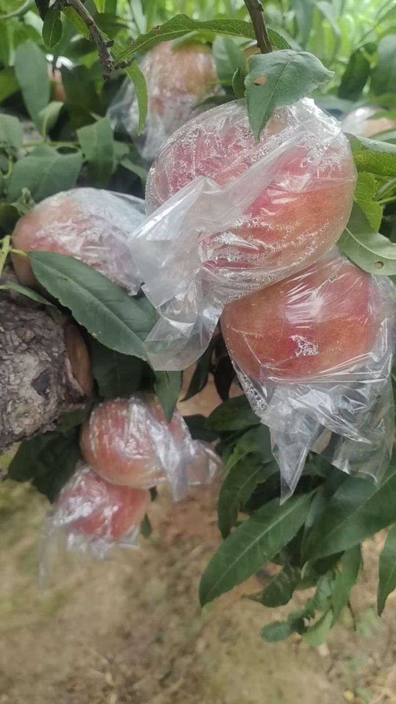 秦阳萍果