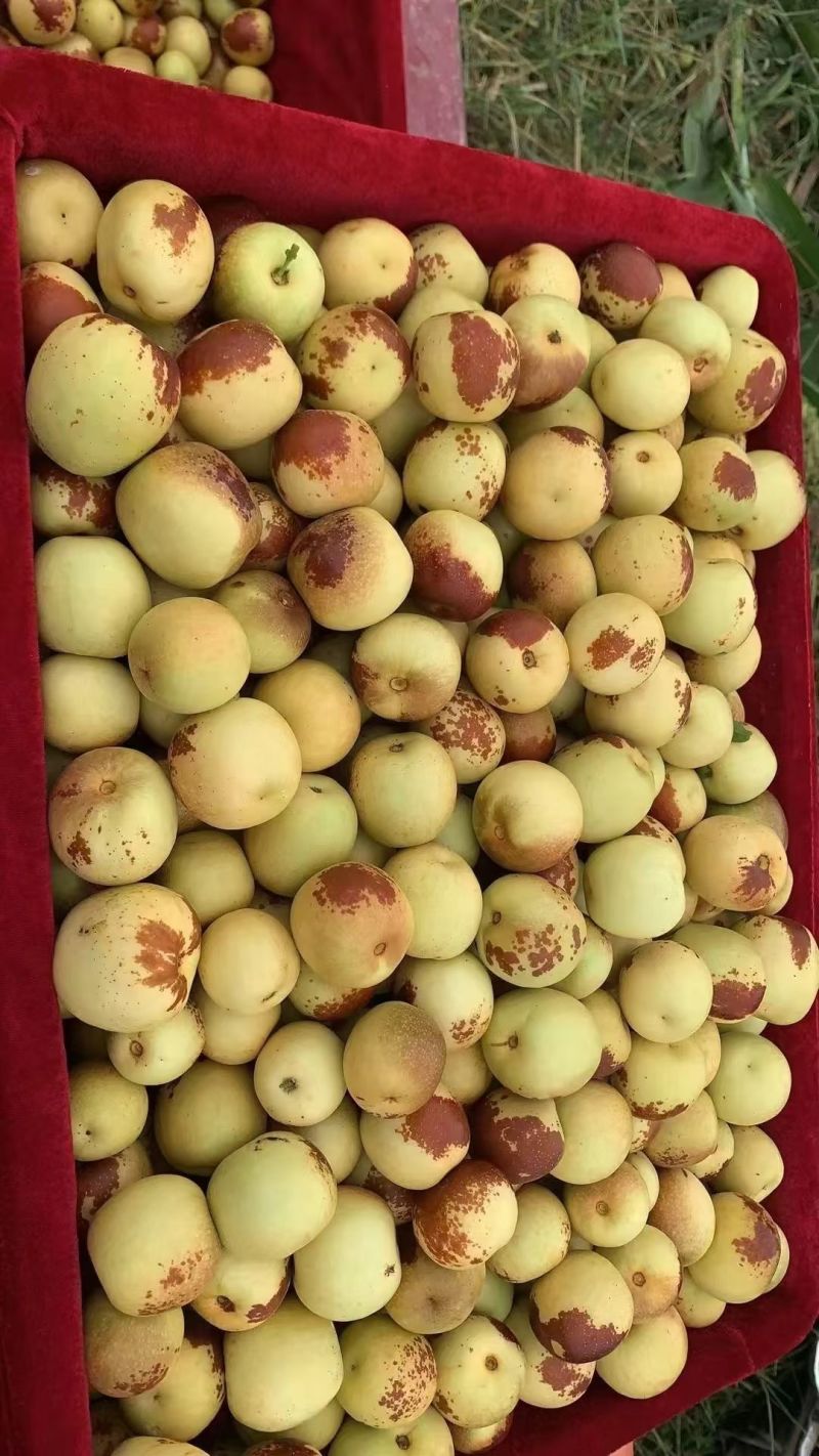 秦阳萍果