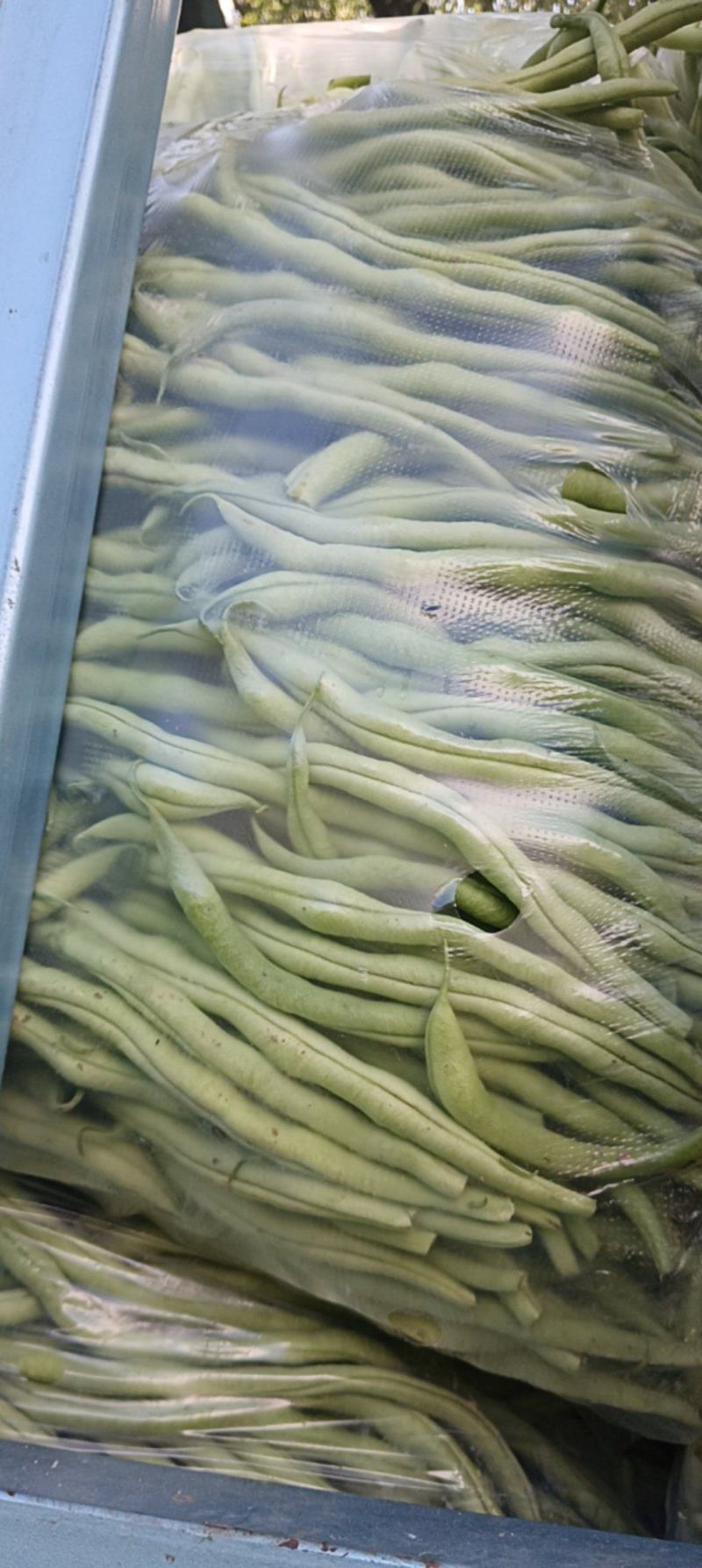 白无丝豆