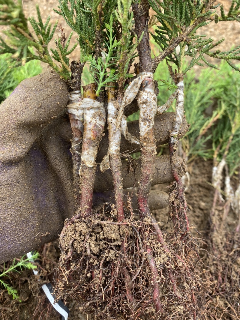 塔柏苗，蜀桧苗，桧柏苗，松柏苗，圆柏苗，农户种植一手货源