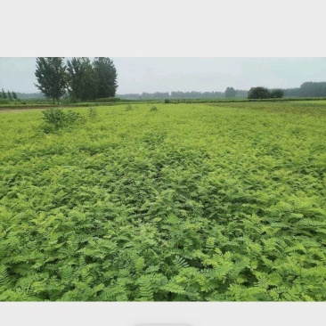 万亩紫惠槐基地直供现要现起欢迎合作来实地考察