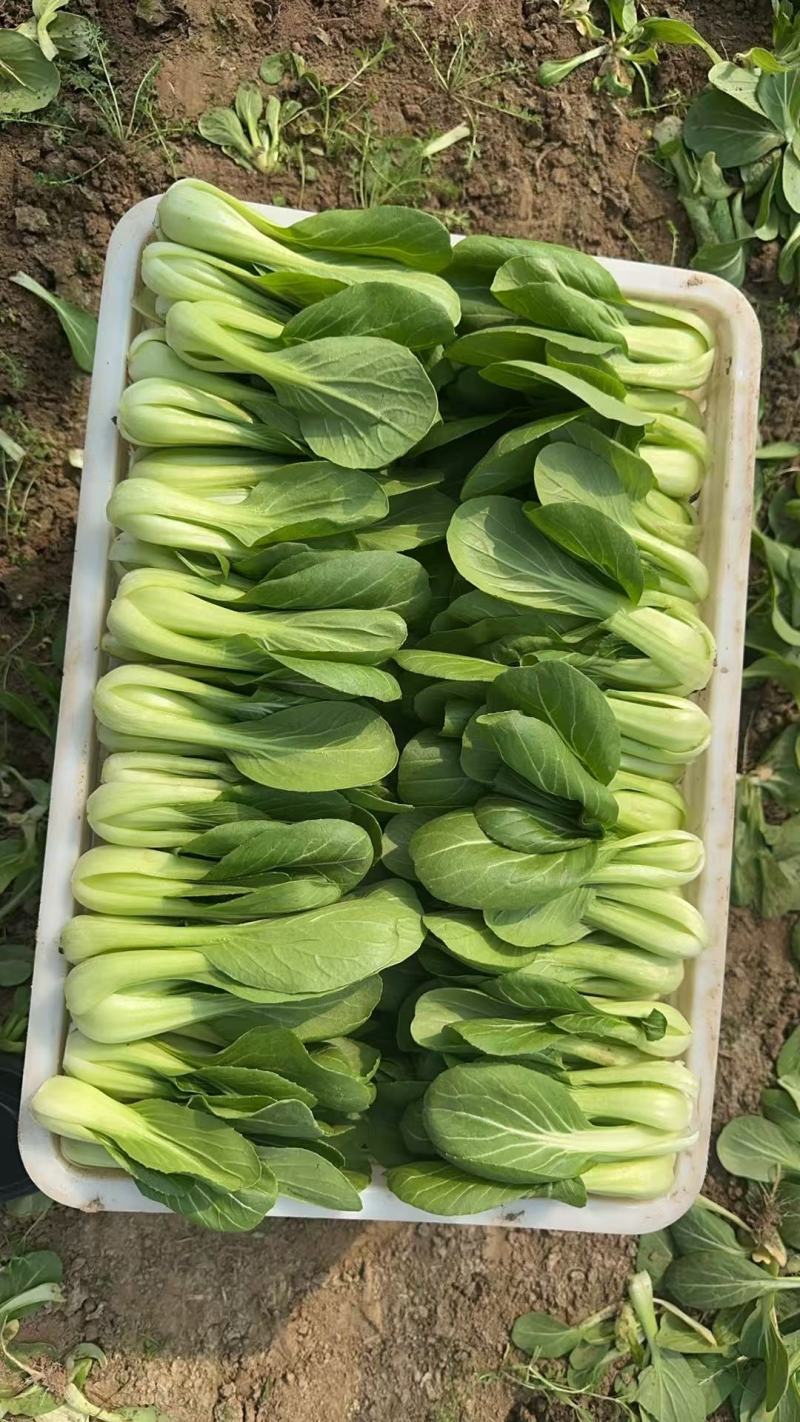 《精品上海青》精品油菜/曹县直发/全年有货自家基地