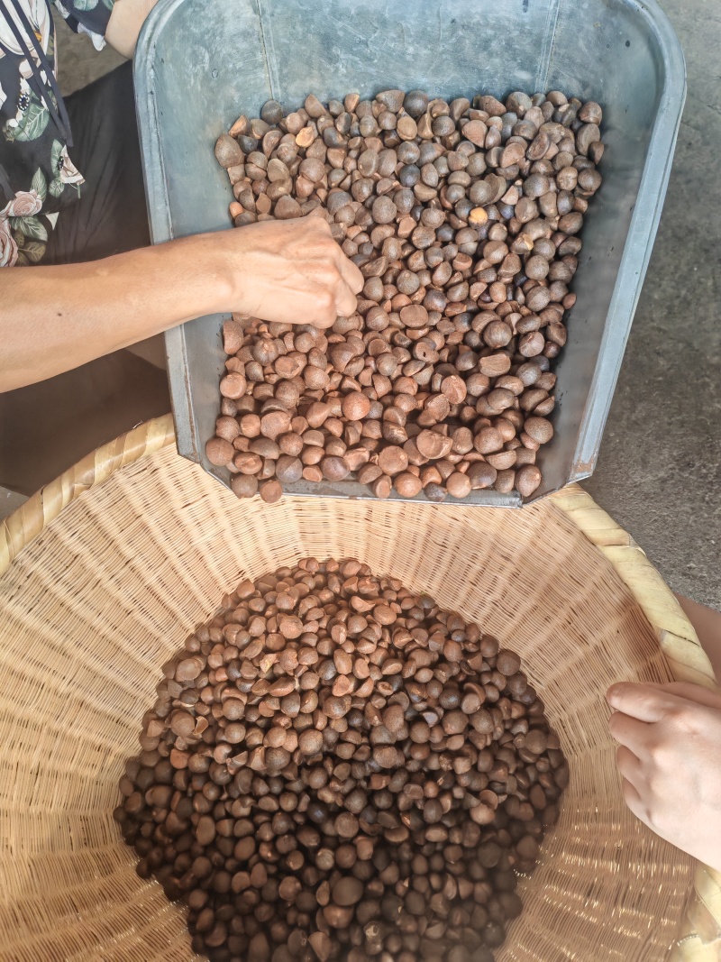 （来电询价）茶粕茶枯茶麸茶籽饼厂家直销杀杂鱼清塘肥水