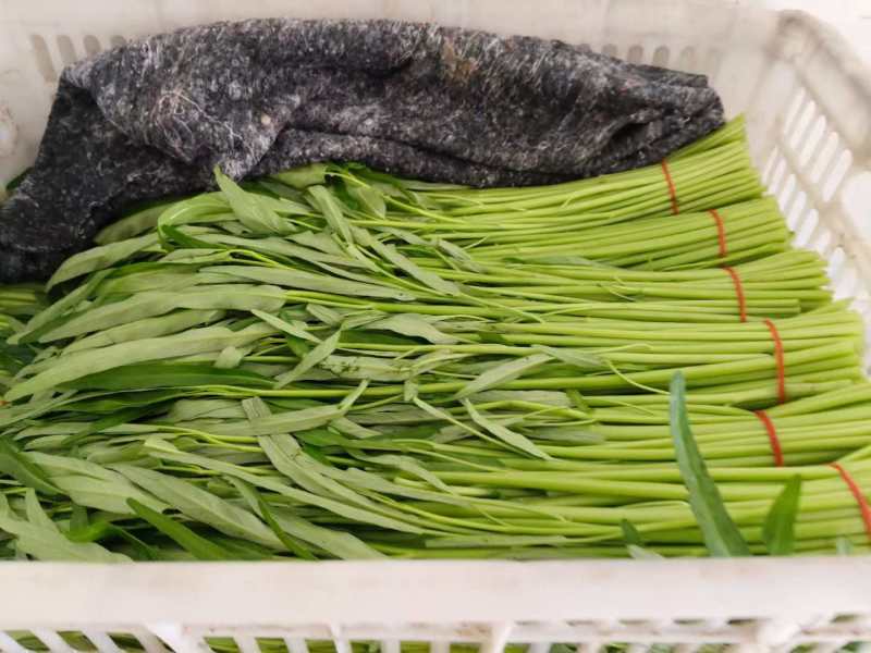 精品空心菜产地供应量大从优诚信经营欢迎咨询