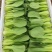 《上海青》精品油菜/曹县直发/全年有货/价格公道