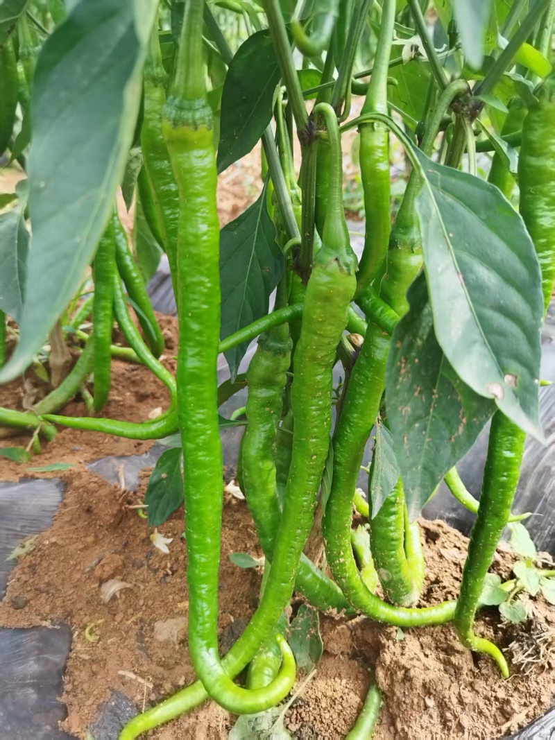云南昭通8号青椒大量现货
